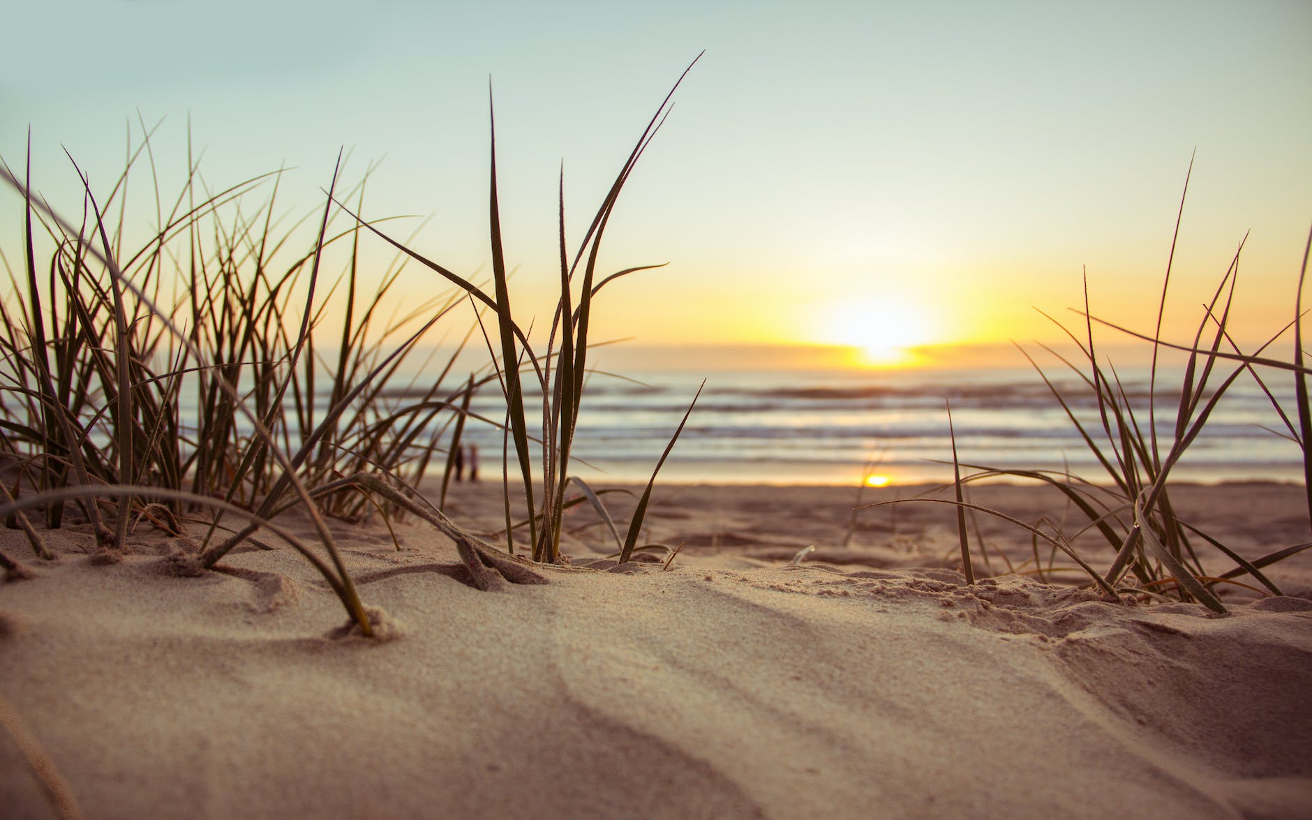 green grass during sunset